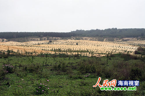 文昌開采鈦礦已經(jīng)有多年，目前中國每年鈦材年需求量在二點五至三萬噸，而國內(nèi)年鈦產(chǎn)量只有一千五百至兩千噸，市場缺口巨大。在國內(nèi)市場上，一噸鈦金屬粉的價格是六十萬元人民幣，國際市場更高達每噸八十萬美元。正是因為鈦礦的極大利潤，才讓很多人對挖采鈦礦趨之若鶩。