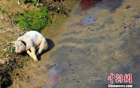 沿村溪步行不到500米，就見溪邊和溪中淺灘處散落著4頭死豬，而溪流中隨處可見令人恐懼的“紅蟲”（圖紅色處）。