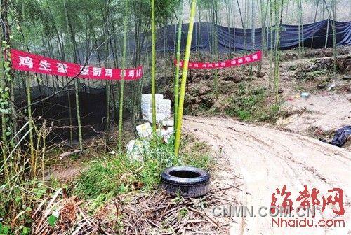 進(jìn)山路口掛著養(yǎng)雞標(biāo)語(yǔ)，四周圍著黑色的遮陽(yáng)網(wǎng)，用來(lái)掩人耳目