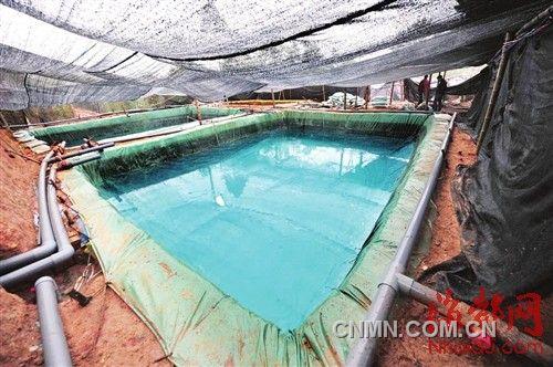 養(yǎng)雞場(chǎng)內(nèi)藏著好幾個(gè)這樣的洗礦池，一層層排列如梯田