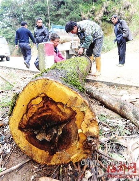 被砍的樹木被村民追回。