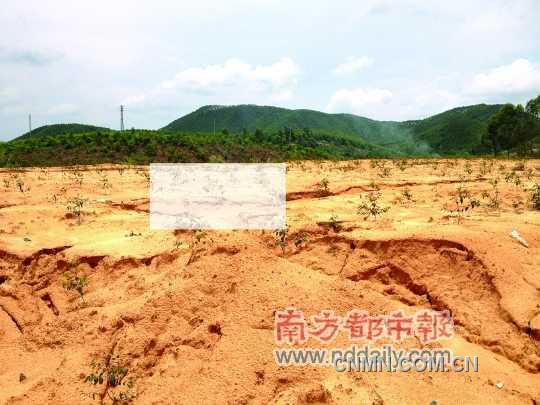 位于界村小學舊址對面的選礦點，已經(jīng)種上小樹苗復綠。