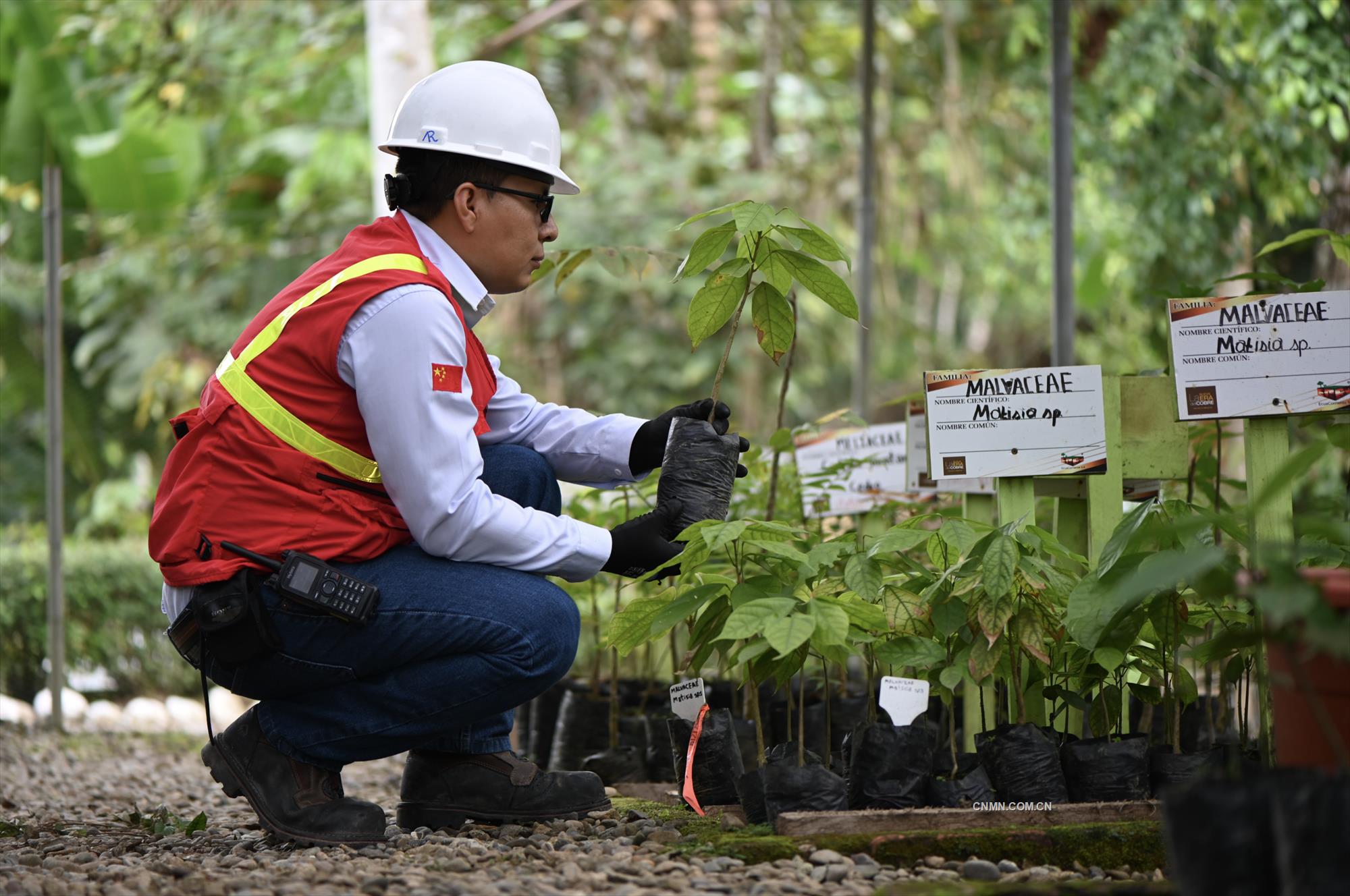 米拉多銅礦員工將稀有的植物移種到植物園。